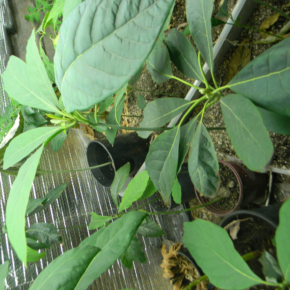 plants healthy green growing